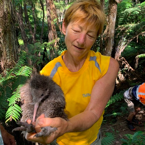 Calling for Workday Helpers – Ōtanewainuku Kiwi Trust Calling for Workday Helpers - Ōtanewainuku Kiwi Trust
