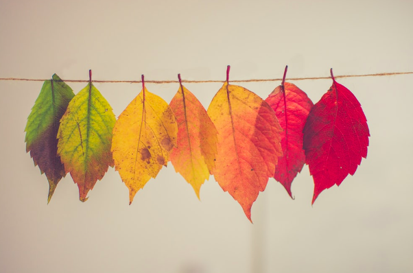 Leading Volunteers through Major Change