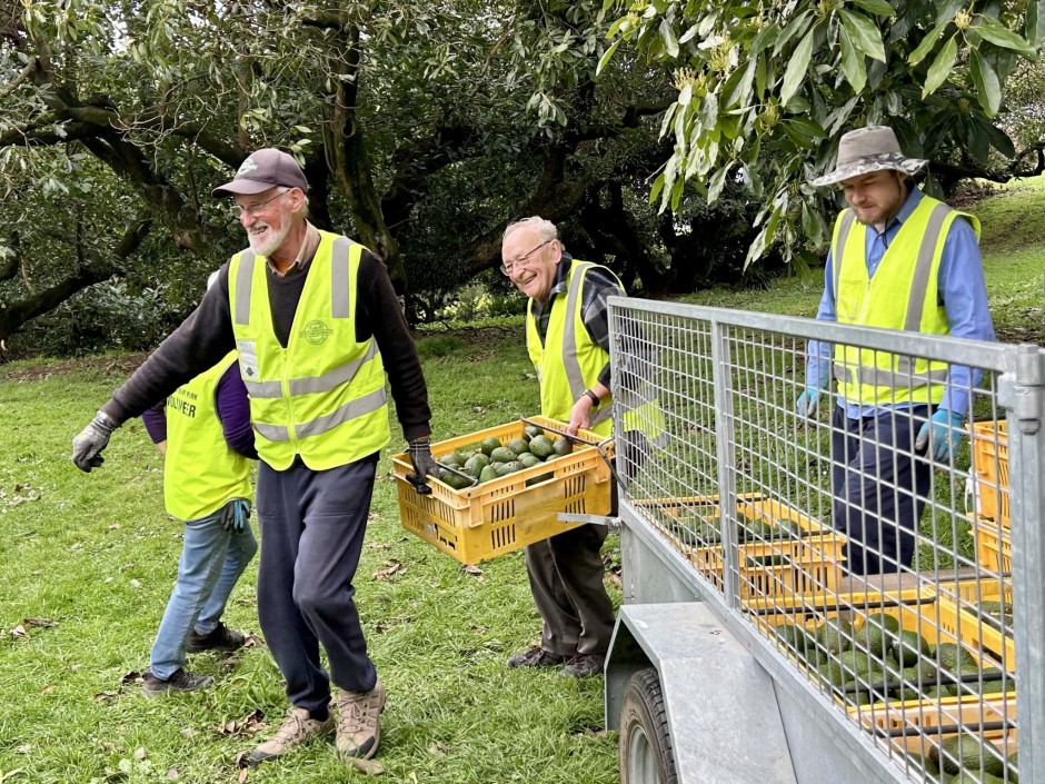 Bill Webb and Volunteers Harvest 7,500 kg of Avocados After Storm