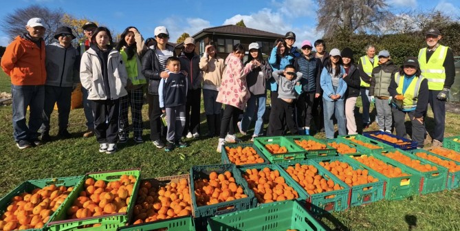 Bill and Team with Rangatahi from Tauranga Chinese Christian Church Harvesting Mandarins in Te Puna